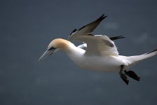 Gannet.jpg