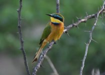Little Bee-eater.jpg