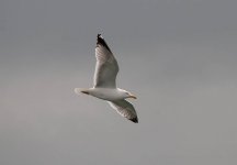 Yellow-legged Gull 2010-05-16alo.jpg