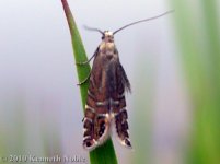 Glyphipterix thrasonella ex9742 (800).JPG