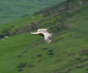 curlew 2.JPG