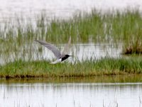 IMG_8486_Black Tern.jpg