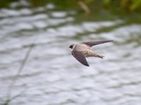 IMG_8603_Sand Martin.jpg