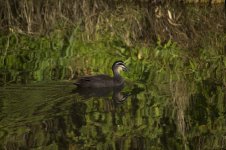 0900 Pacific Black Duck.jpg