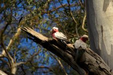 0924 Galah Pair.jpg