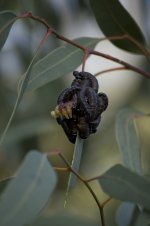 0952 Sawfly larva perga sp.jpg