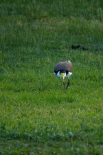 0960 Masked Lapwing.jpg