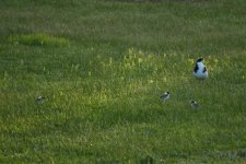 0977 Masked Lapwing and chicks.jpg