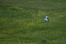 0981 Masked Lapwing shelter.jpg