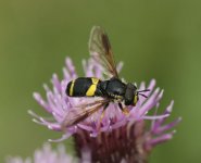 Xantho sp hoverfly holmwrangle.jpg