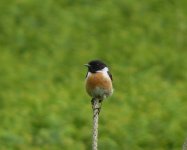 stonechat 9.JPG