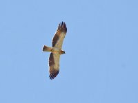 IMG_0206_Booted Eagle.jpg