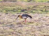 buffnecked_ibis.jpg