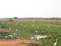 egrets.jpg