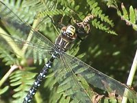 commonhawker3.jpg