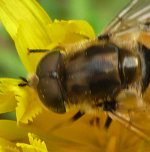 Eristalis_sp BF.jpg