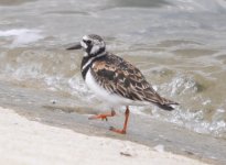 Walton QE2 reservoir Turnstone 2.jpg