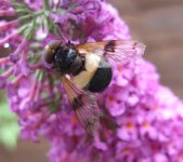 Volucella pellucens.jpg