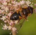 Eristalis sp BF.jpg