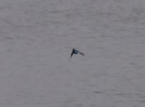 Beddington Farm Kingfisher  1.jpg