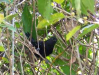 matogrosso_antbird.jpg