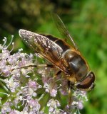 Eristalis sp2 BF.jpg