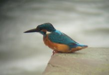 kingfisher3.jpg