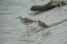 ruff and redshank.jpg