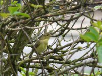 Willow_Warbler_Torry_100910a.jpg