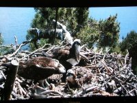 Osprey family.jpg