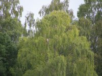 Osprey-male.jpg