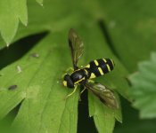 hoverfly tullie house.jpg