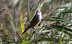 Bearded Tit 7 (R).jpg