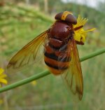 Volucella zonaria BF.jpg