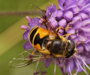 Eristalis sp BF.jpg