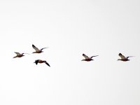 IMG_4911_Ruddy Shelduck.jpg