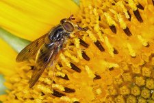 TRIMMED HOVERFLY.jpg