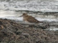 Beddington Farm Pectoral Sandpiper 3.jpg