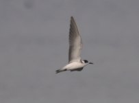 Frensham Great Pond Black Tern 1.jpg