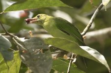 lesserGreenLeafbird.jpg