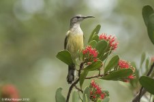 copperThroatedSunbird.jpg