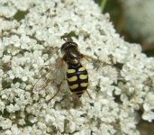 Unknown Hoverfly.jpg