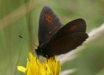 ringlet-sp-6-july-24-2005-1.jpg