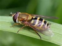 syrphus_ribesii_13may05_800.jpg