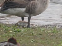 Dunlin Juvenile.jpg