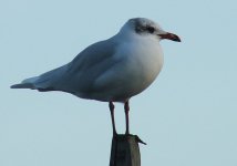 med gull.jpg