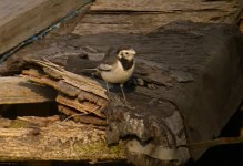 DSCN3080 wagtail sp. 1.jpg