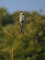 DSCN3114 Ashy Drongo bf.jpg