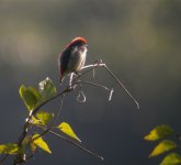 DSCN3119 Scarlet-backed Flowerpecker bf.jpg