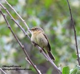 Buff-throated Warbler.jpg